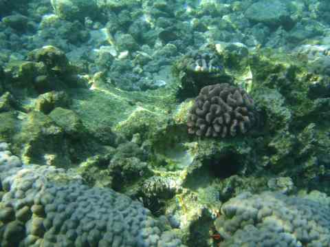 Coral in Kona